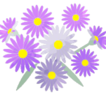 アスターの花