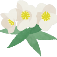 クリスマスローズの花